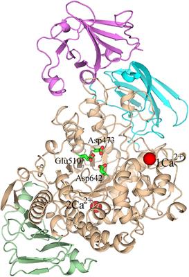 Understanding Thermostability Factors of Barley Limit Dextrinase by Molecular Dynamics Simulations